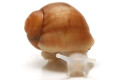 Archachatina puylaerti albino body juvenil